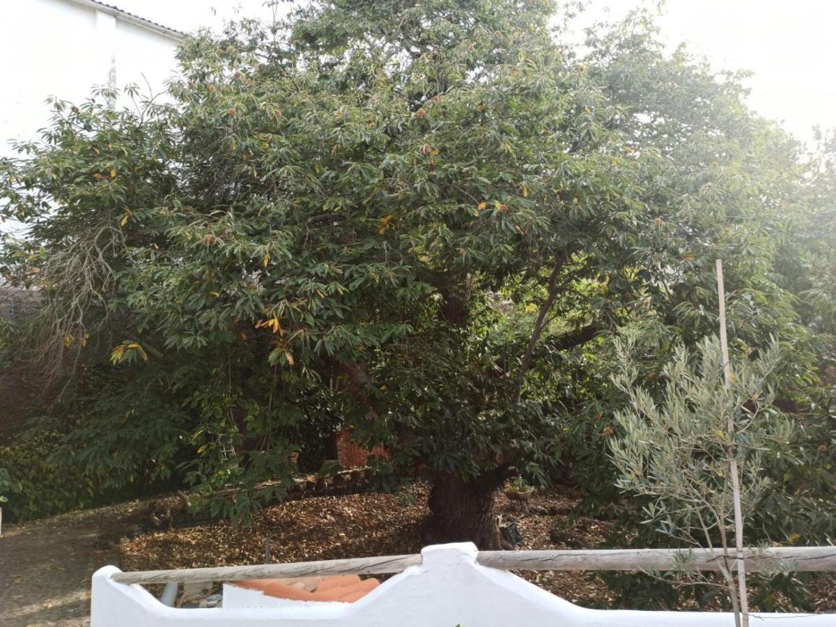 Casa El Comisario Daire El Tanque Dış mekan fotoğraf